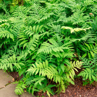 Vente Onoclea - Fougère - Onoclea sensibilis