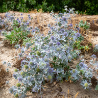 Panicaut maritime - Eryngium maritimum - Bakker