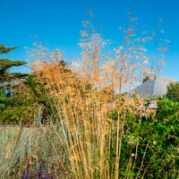 Stipe géante - Graminées - Bakker