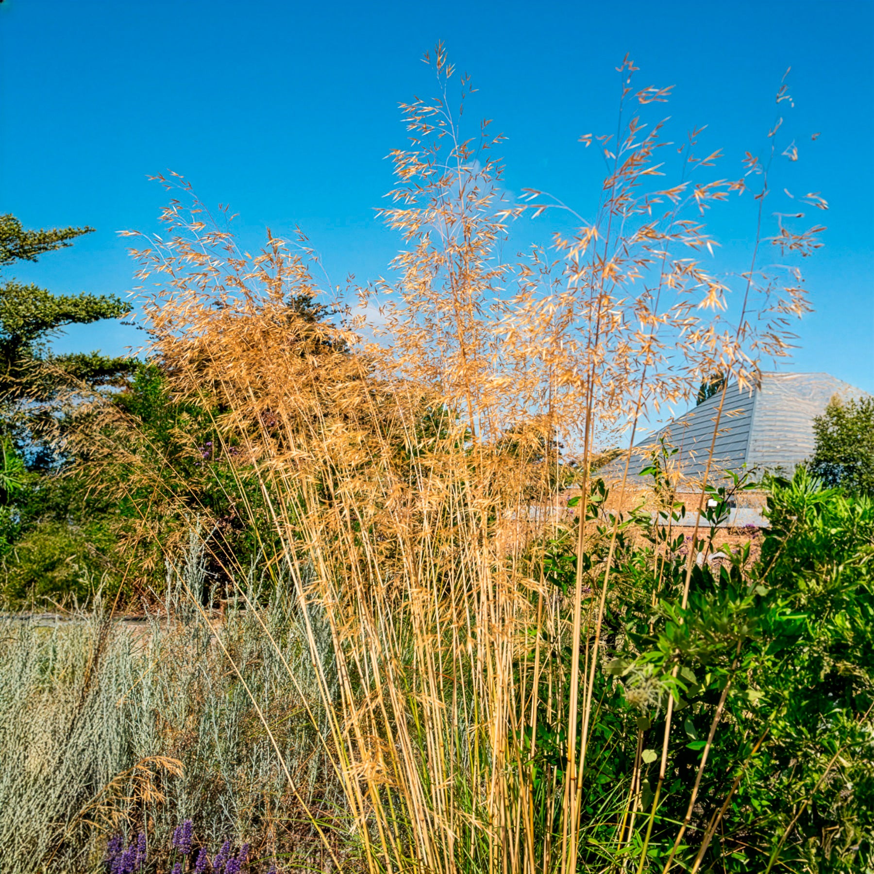 Stipe géante - Graminées - Bakker