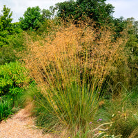 Vente Stipe géante - Stipa gigantea