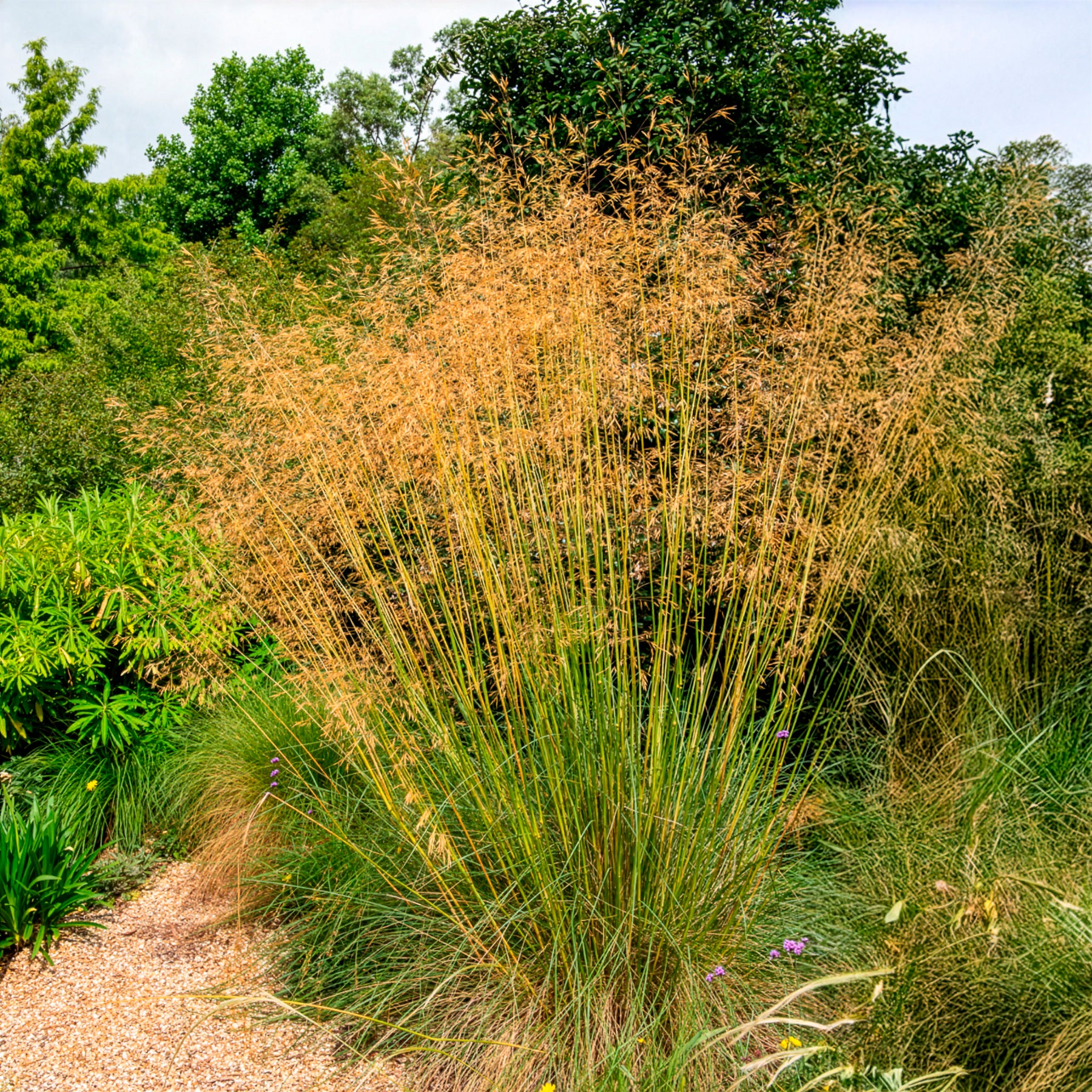 Vente Stipe géante - Stipa gigantea