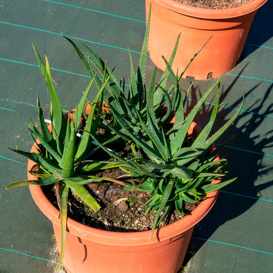Aloe Safari Sunrise - Bakker