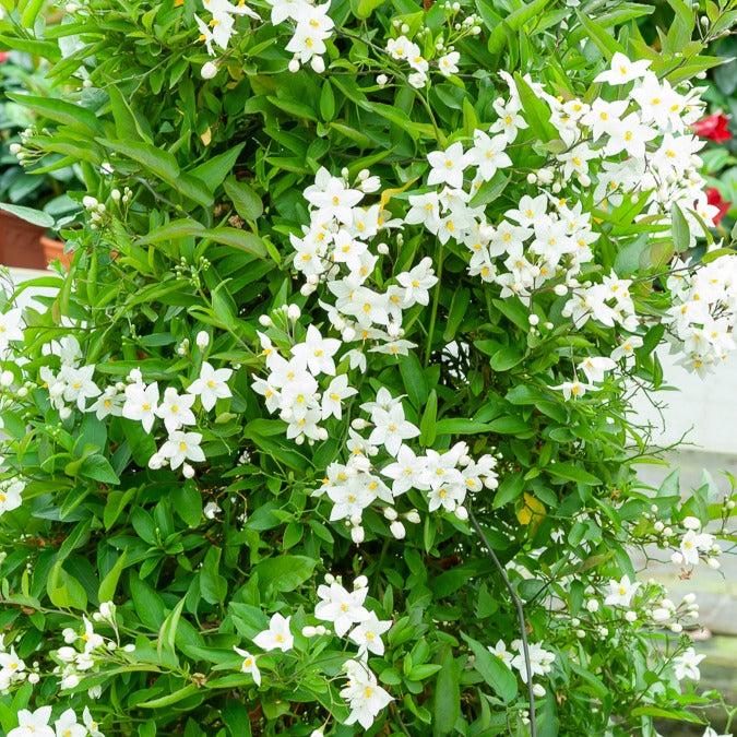 Bakker - Morelle faux-jasmin - Solanum jasminoides - Plantes d'extérieur