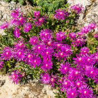 Vivaces couvre-sols - Delosperma de Cooper - Delosperma cooperi