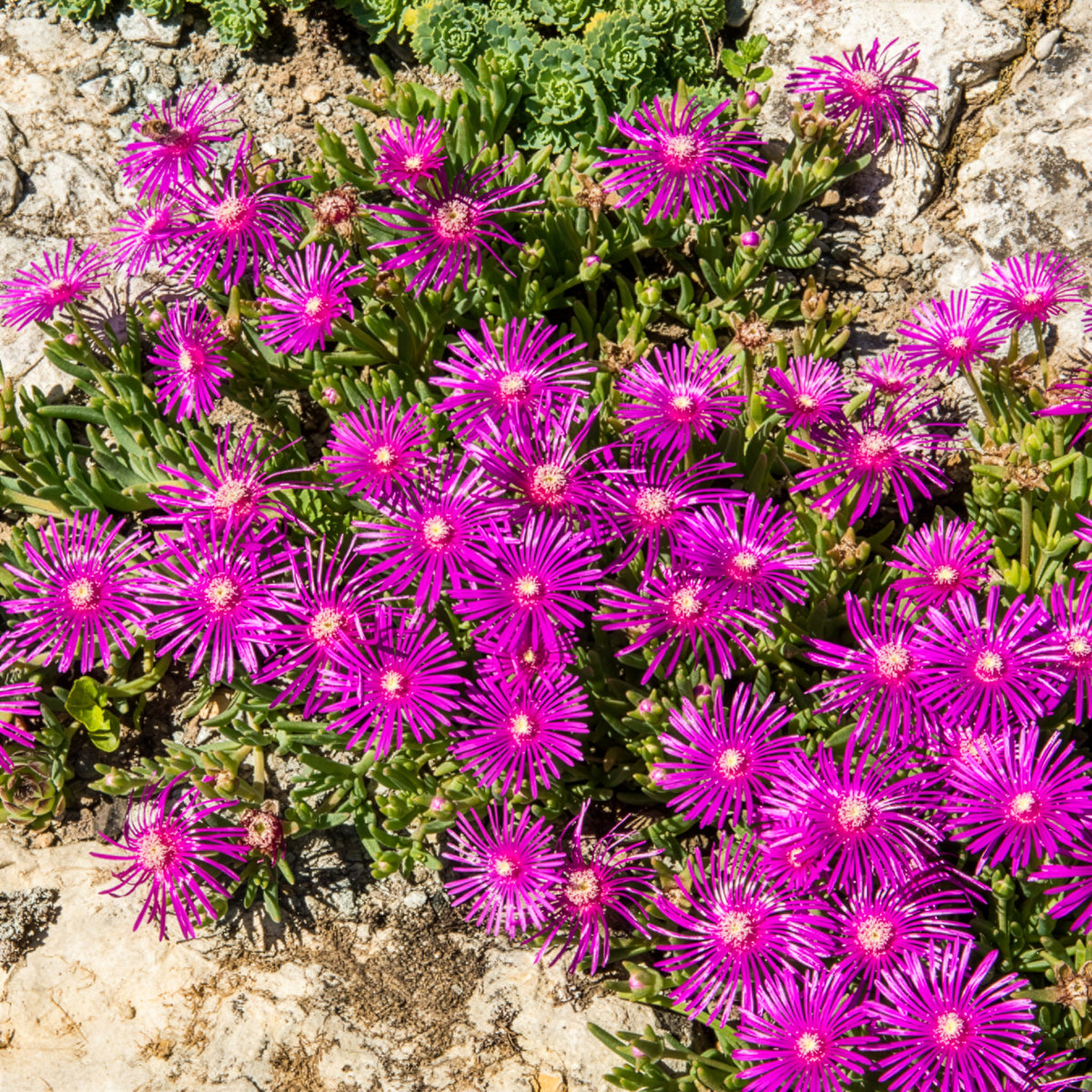 Vivaces couvre-sols - Delosperma de Cooper - Delosperma cooperi