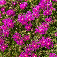 Delosperma de Cooper - Delosperma cooperi - Bakker
