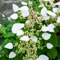 Hortensia grimpant du Japon - Schizophragma hydrangeoïdes - Bakker