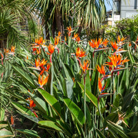Vente Oiseau du paradis Strelitzia - Strelitzia reginae - Oiseau de paradis