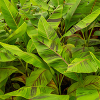 bananier - Bananier du japon Ever Red - Musa sikkimmensis Ever Red
