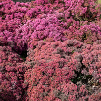 Sedum Sunsparkler® Dazzleberry - Bakker