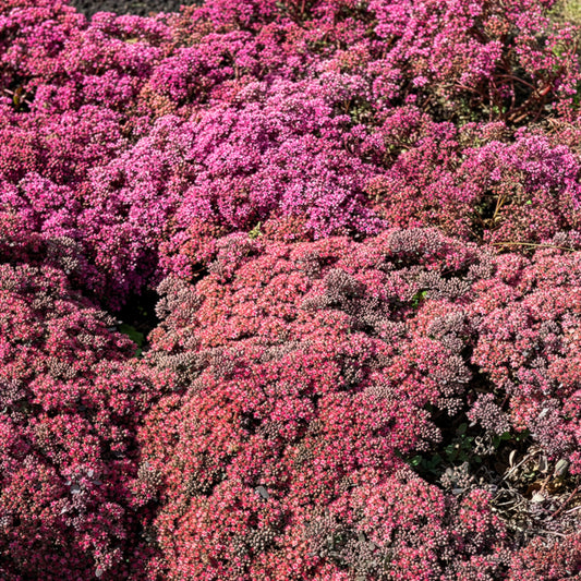 Sedum Sunsparkler® Dazzleberry - Bakker