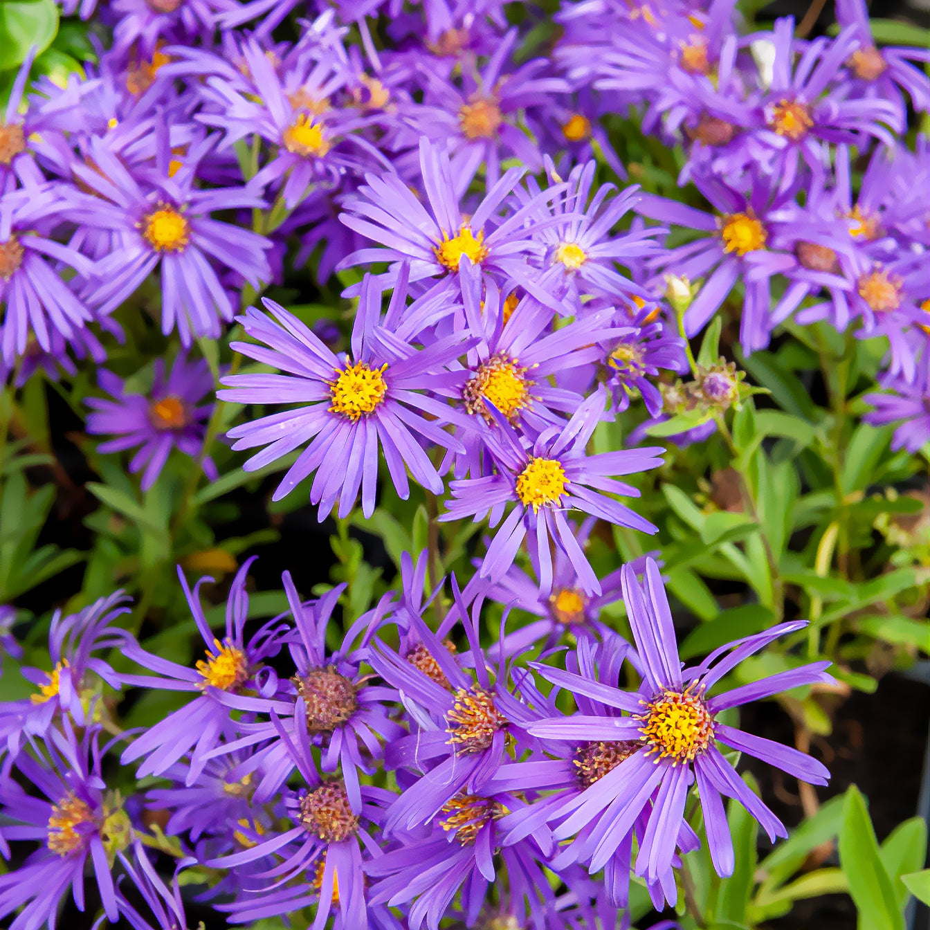 Œil de Christ Violet Queen - Aster Veilchenkönigin - Aster amellus veilchenkönigin - Bakker