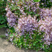 Campanule des murets Lisduggan - Campanula poscharskyana Lisduggan Variety - Bakker