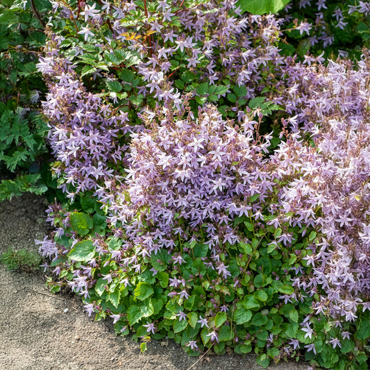 Campanule des murets Lisduggan - Bakker