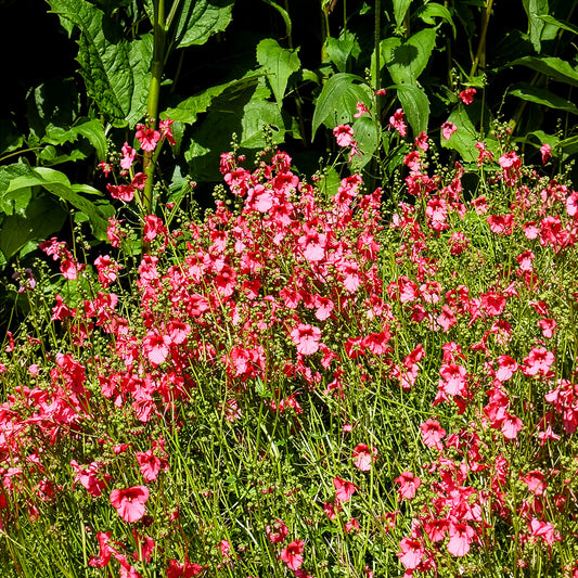 Diascie Ruby Field - Bakker