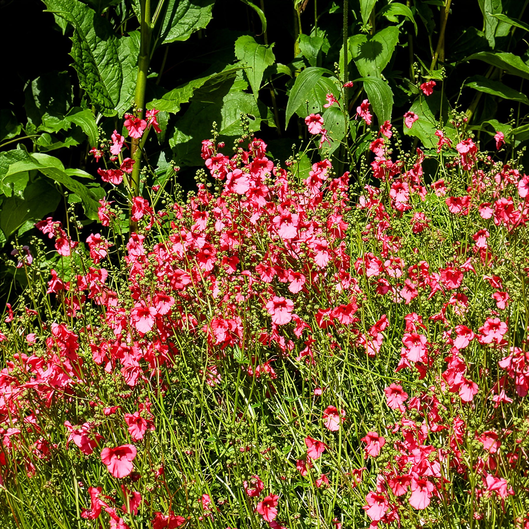 Diascie Ruby Field - Bakker