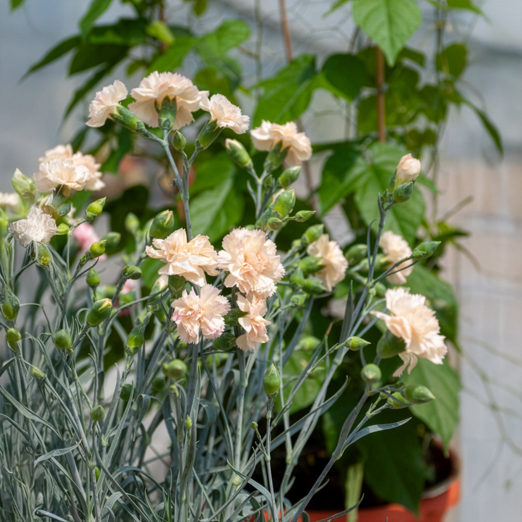 Œillet mignardise Devon Cream - Dianthus plumarius Devon Cream - Bakker