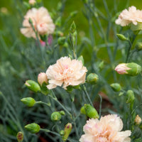 Dianthus plumarius Devon Cream - Œillet mignardise Devon Cream - Œillet - Dianthus