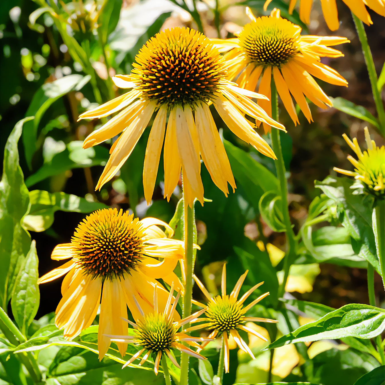 Echinacea purpurea ruby giant - Échinacée pourpre Harvest Moon - Échinacée - Echinacea