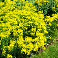 Euphorbe petit-cyprès - Bakker