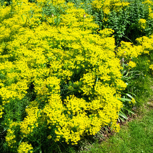 Euphorbe petit-cyprès - Bakker
