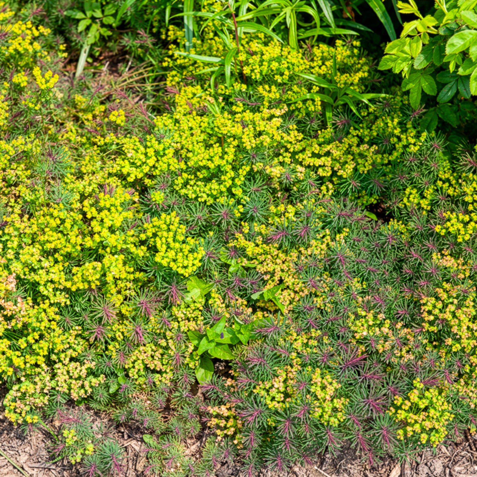 Euphorbe petit-cyprès Fens Ruby - Bakker