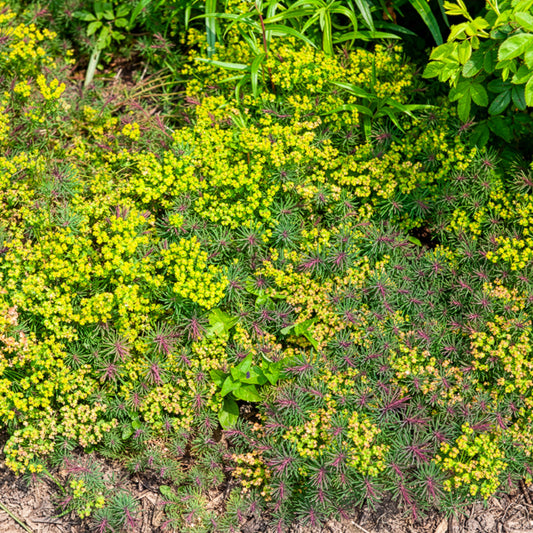 Euphorbe petit-cyprès Fens Ruby - Bakker