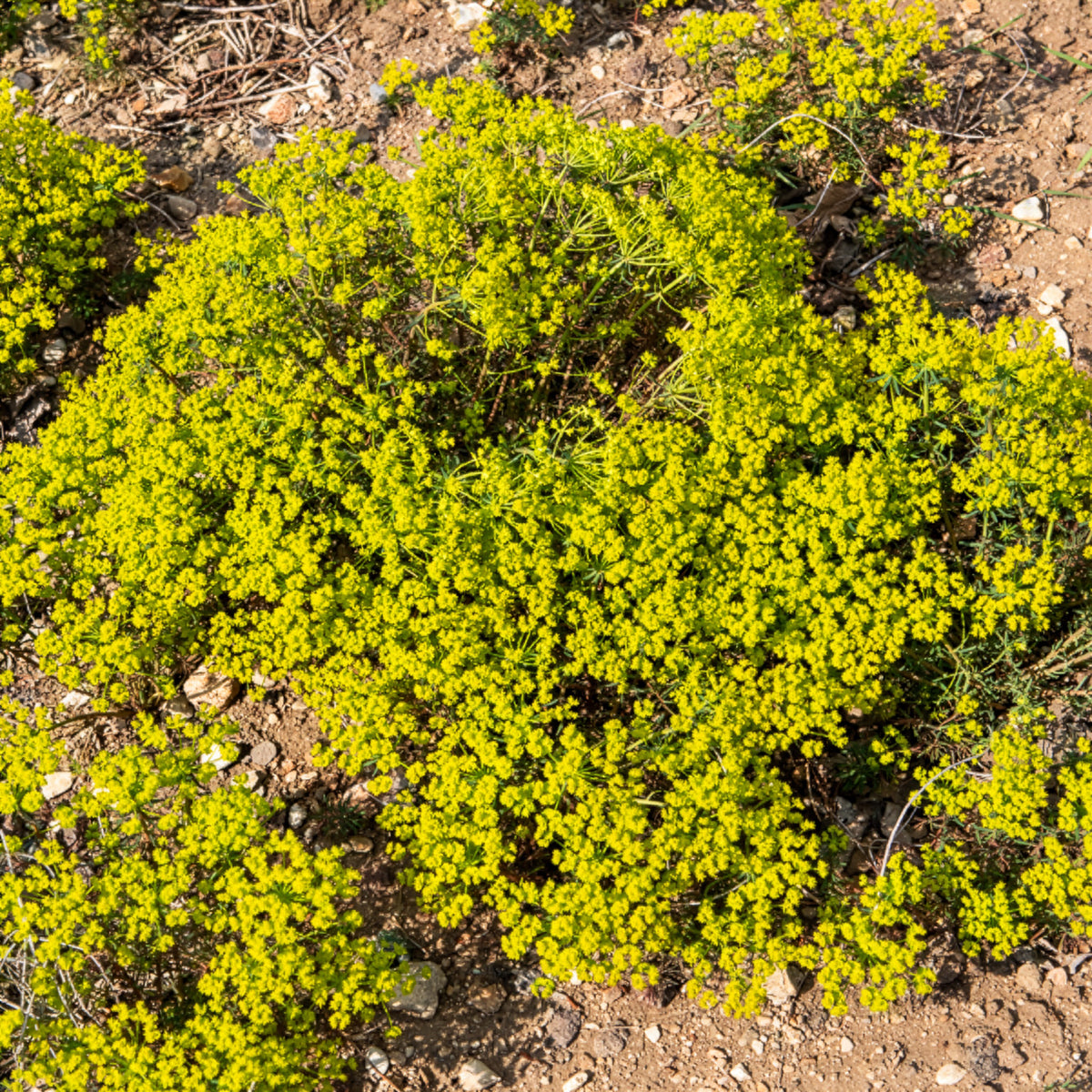 Vente Euphorbe petit-cyprès - Euphorbia cyparissias