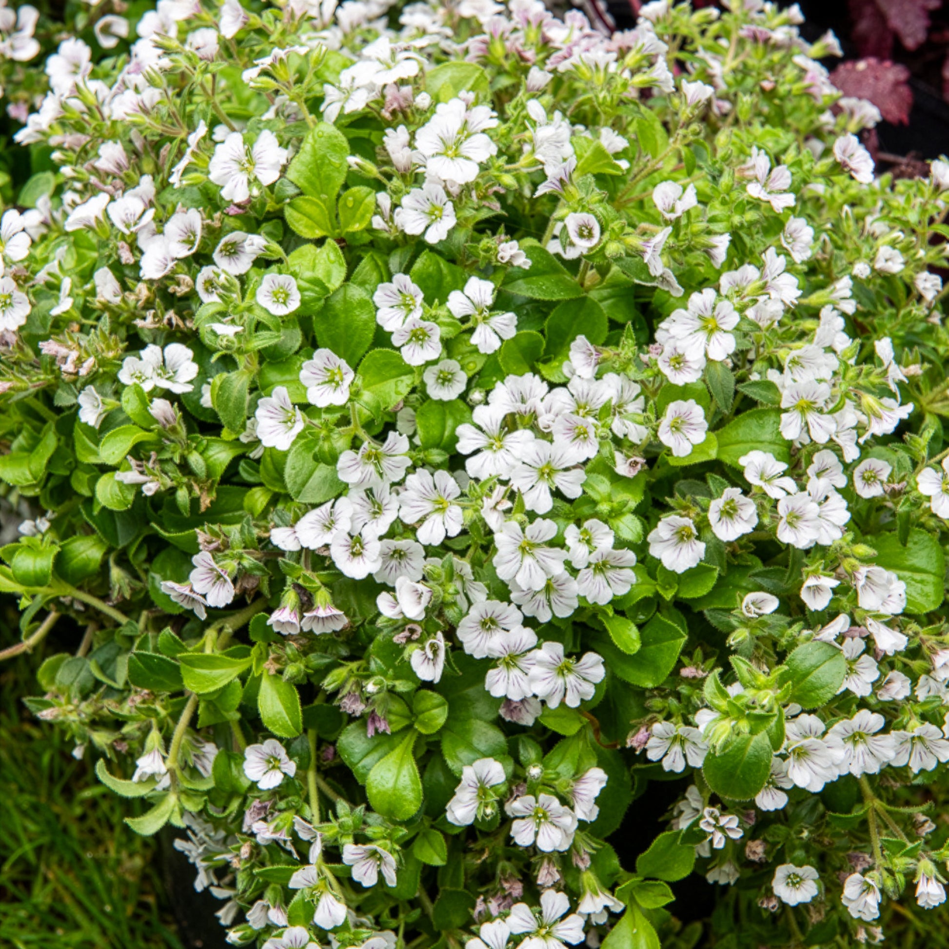 Gypsophile en coussin - Gypsophila cerastioides - Bakker