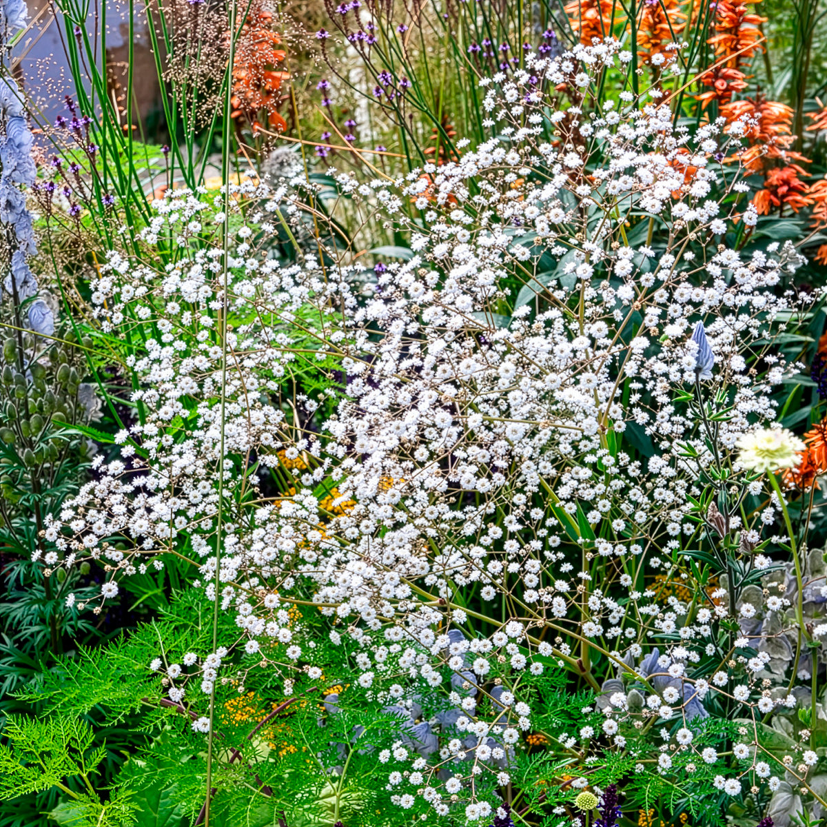 Brouillard Bristol Fairy Gypsophile Bristol Fairy - Bakker