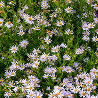 Kalimeris incisa - Kaliméris - Kaliméris