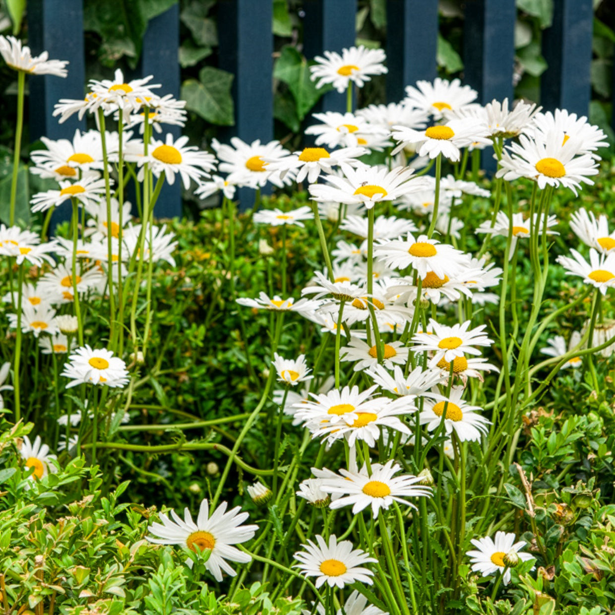 Marguerite commune - Leucanthemum vulgare - Bakker
