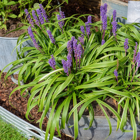 Liriope muscari Gold Banded - Bakker