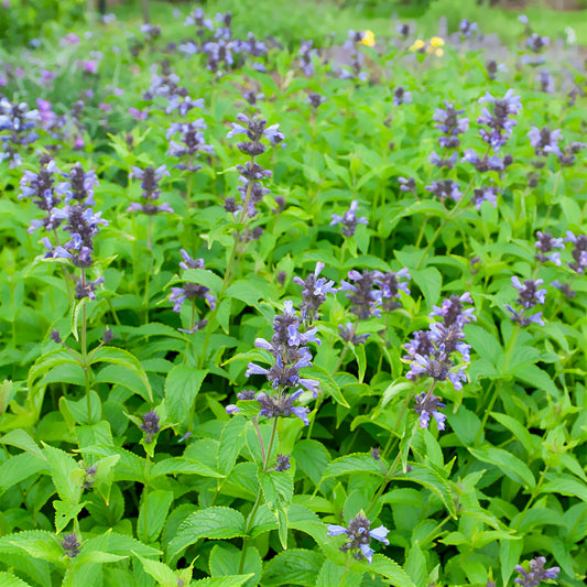 Nepeta kubanica - Bakker