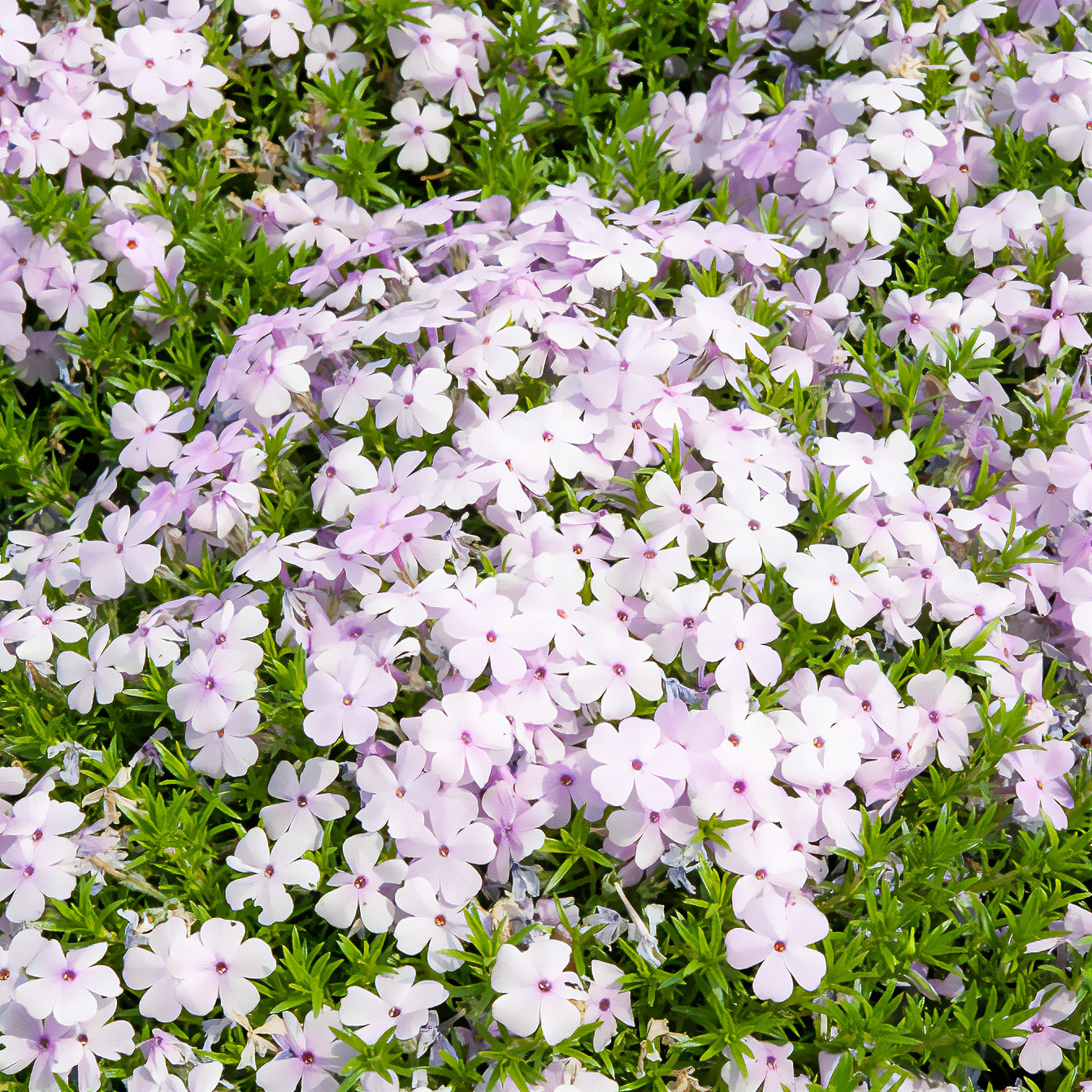 Phlox nain Lilac Cloud - Bakker