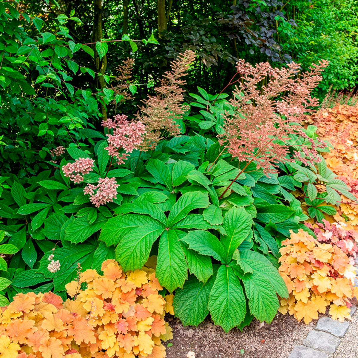 Vente Rodgersia henrici