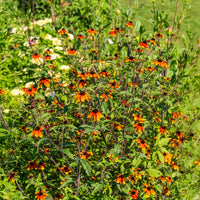 Rudbeckie trilobée Prairie Glow - Bakker