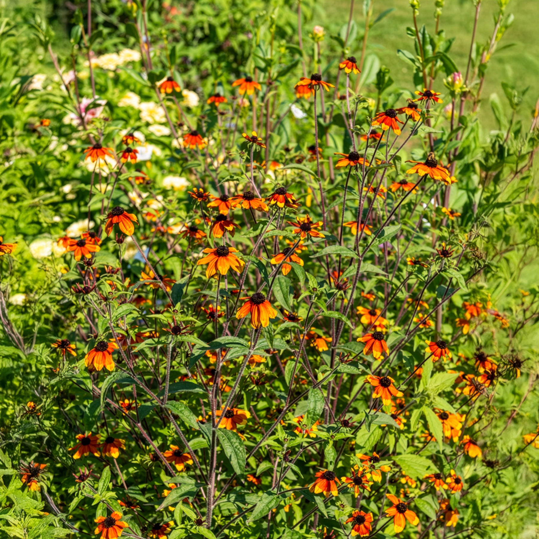 Rudbeckie trilobée Prairie Glow - Bakker
