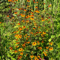 Rudbeckia triloba Prairie Glow - Rudbeckie trilobée Prairie Glow - Rudbeckia