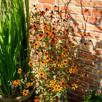 Rudbeckie trilobée Prairie Glow - Rudbeckia triloba Prairie Glow - Bakker