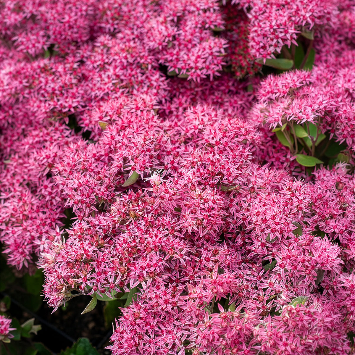 Sedum Mr Goodbud - Sedum Mr Goodbud - Bakker