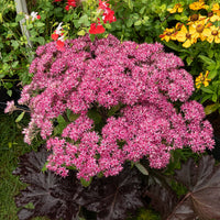 Sedum Mr Goodbud - Bakker