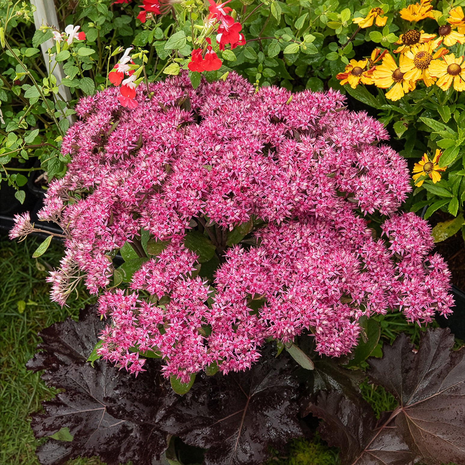 Sedum Mr Goodbud - Bakker