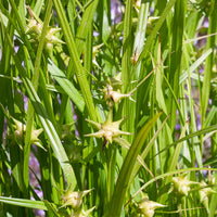 Laîche massue - Carex grayi - Bakker