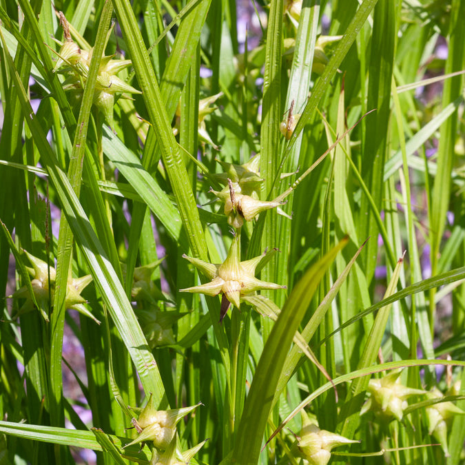 Laîche massue - Carex grayi - Bakker