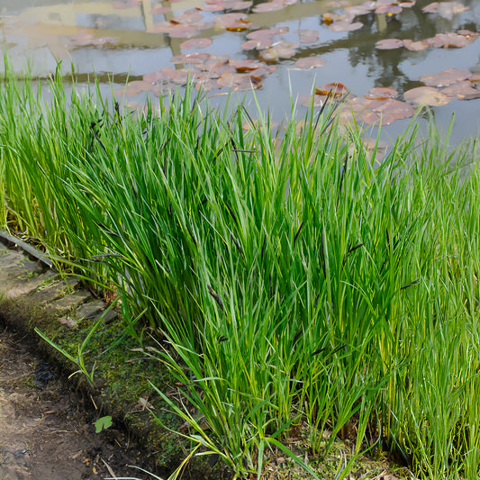 Laîche des rives - Carex - Bakker