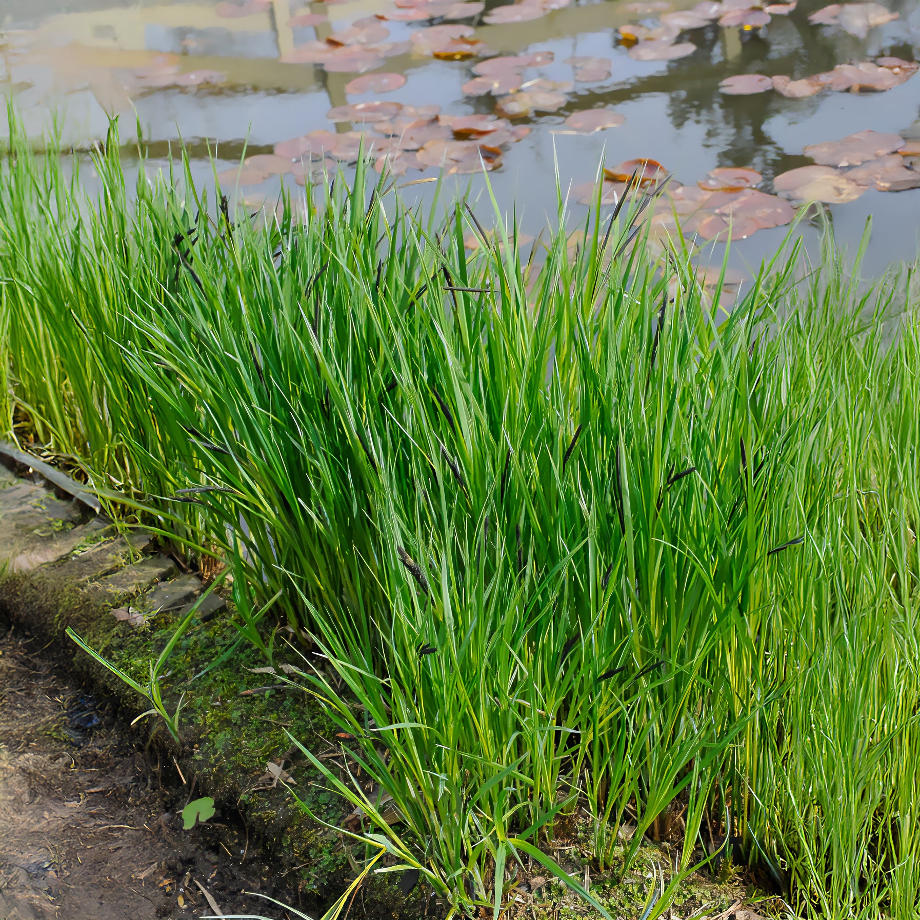 Carex riparia - Laîche des rives - Carex - Laîche - Carex