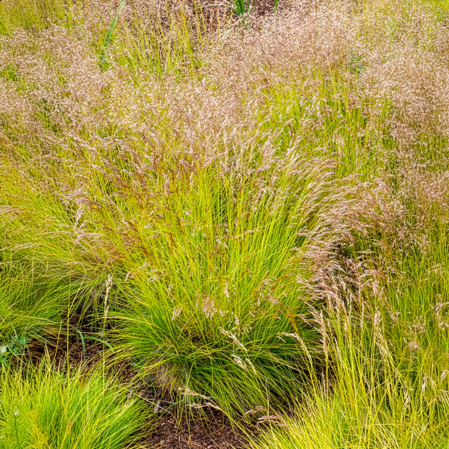 Canche flexible Tatra Gold - Deschampsia flexuosa Tatra Gold - Bakker