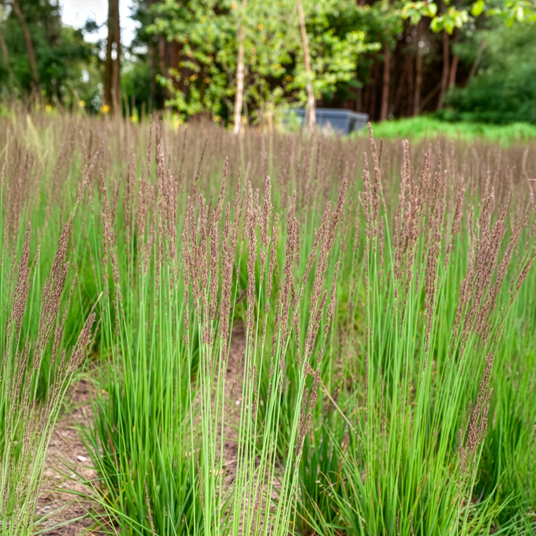 Molinie bleue Edith Dudszus - Bakker